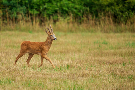 Fototapeta Nyfiken rådjursbock på en åker