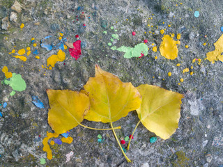 Yellow leaves on the pavement. Abstract background. Autumn time. Place for text. Flat lay