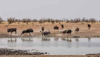 Fototapeta na wymiar Blue Wildebeest Chasing Gemsbok