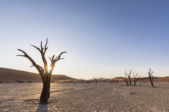 Africa, Namibia, Namib-Naukluft National Park, Deadvlei, dead acacia trees in clay pan