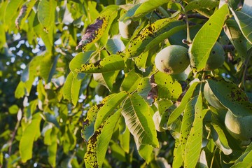 Walnut anthracnose or walnut black spot - Gnomonia (Ophiognomonia) leptostyla, fungal plant pathogen