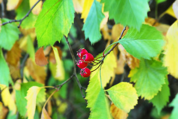 Autumn leaves in the forest or in the park are lit by the sun. Colorful background. Autumn blurred background. Selective focus, side view, place for text.