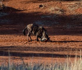 Blue Wildebeest Dust Bath