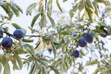 Ripe plums on tree branch. View of fresh organic fruits with green leaves on plum tree branch in the fruit garden. Bright minimalism photo