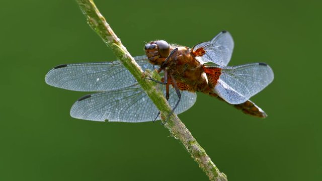 Broad-bodied chaser (Libellula depressa)