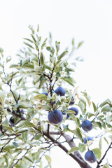 Ripe plums on tree branch. View of fresh organic fruits with green leaves on plum tree branch in the fruit garden. Bright minimalism photo