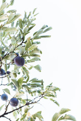 Fototapeta na wymiar Ripe plums on tree branch. View of fresh organic fruits with green leaves on plum tree branch in the fruit garden. Bright minimalism photo