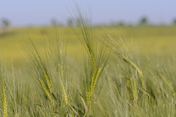 Close up of a young wheat branch, with seeds against blurry background