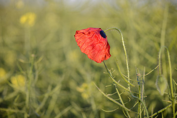 single poppy on a wheat field , blurry background.