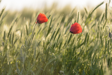 couple of poppies on a wheat field against blurry background.