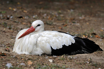Portrait of white stork is a large wading bird in the stork family Ciconiidae