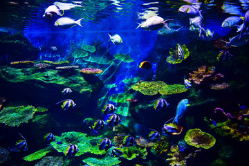 Fototapeta na wymiar Colorful coral reef with many fishes in aquarium tank 