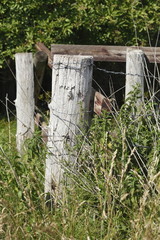 Fototapeta premium Holzzaun, Weidenzaun, Deutschland, Europa