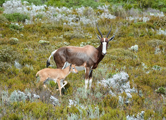 Bontebok with calf