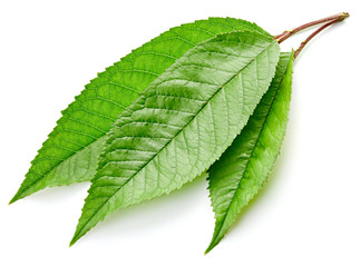 Green Cherry leaf isolated