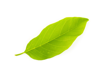 Obraz premium Green leaves nature on white background
