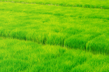 Rice seedlings in the fields