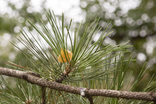 Fototapeta Pine tree with morning dew on the twig, abstract natural backgrounds Limited depth of field. Can be used as a background. There is space for text