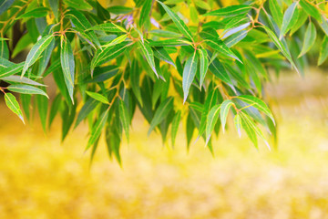 Autumn foliage willow on blurred background. Copy space. Soft focus. Yellow leaves with bokeh.
