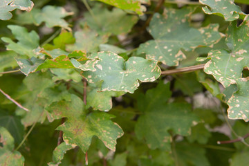 Green tree that is going to change color at beginning of autumn
