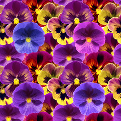 Floral seamless pattern with colorful viola flowers