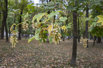 Fototapeta na wymiar Green tree that is going to change color at beginning of autumn