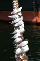 山下公園氷川丸のカモメ