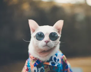 Papier Peint photo Lavable Chat Portrait of Hipster White Cat wearing sunglasses  and shirt,animal  fashion concept.
