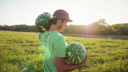 Young farmer harvesting watermelon crop at field of organic farm.
