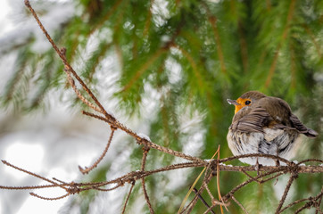 winter in the a park,robin on a branch of a pine tree while it snows, Milan. Italy