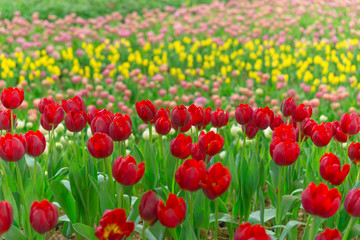 Colorful tulips in the flower garden,Tulip field.
