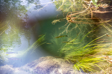 Polarized lens - Sunglasses view, fish under water