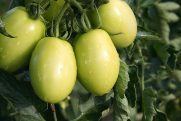 Tomatoes on plant in the vegetable garden covered by rain drops
