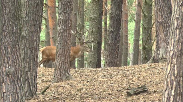  Rothirsche im Wald