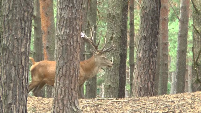  Rothirsche im Wald