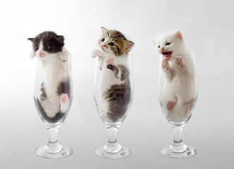 three little kittens in transparent glass beer glasses look in o