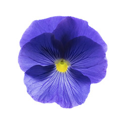 blue single pansy flower blossom isolated on white background