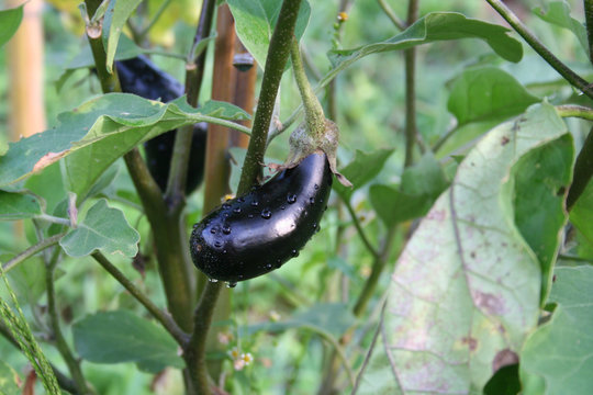 Purple eggplant or aubergine covered bry rain drops growing on plant in the vegetable garden. Summer vegetables.
