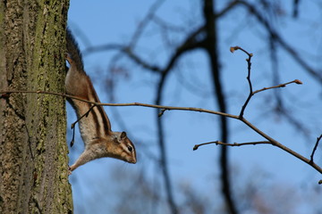 Esp&egrave;ce invasive