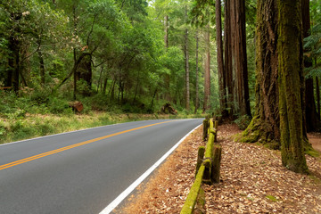 Road through Big Basin Redwood State Park in California