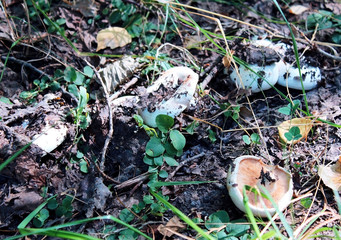  In the woods. mushrooms under the grass