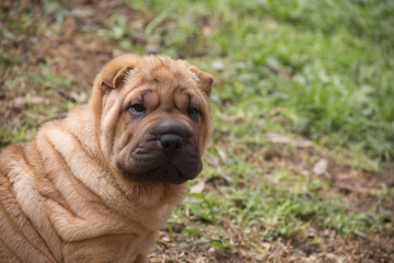 shar pei puppy