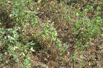 Alfalfa field damaged by drought. Close-up of damaged Medicago Sativa plant