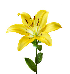 Beautiful yellow lily on a white background. Isolated on white background a lily flower with a stem...