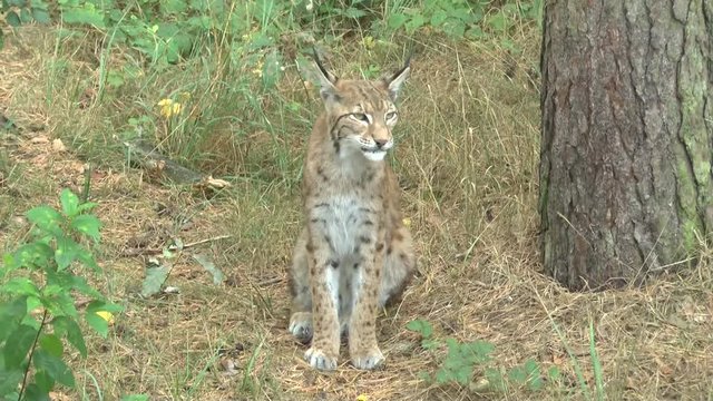 Luchs im Wald