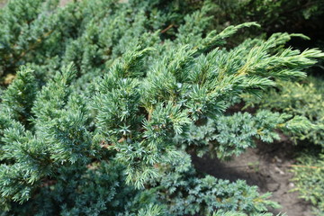 Blue green foliage of Juniperus squamata in June