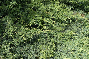 Leafage of Chinese juniper in early June