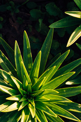 Green leaves of lilies close up. View from above. Natural background of leaves in form of stars.