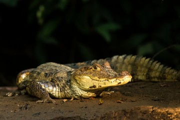 Spectacled Caiman - Caiman crocodilus lying on river bank in Cano Negro, Costa Rica, big reptile in awamp, close-up crocodille portrait, dangerous hunter resting on shore