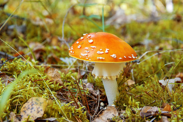 mushroom fly agaric with an orange hat in the autumn forest